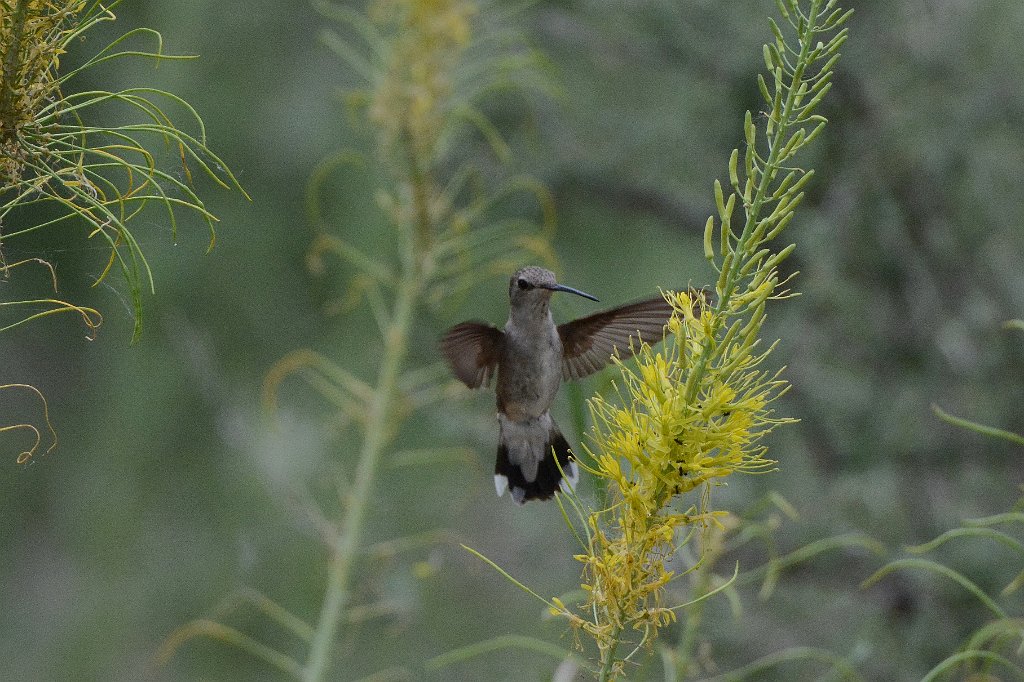 Hummingbird, Black-chinned, 2015-06059998 Albuquerque, NM.JPG - Black-chinned Hummingbird. Rio Grande Nature Center State Park, Albuquerque, NM, 6-5-2015